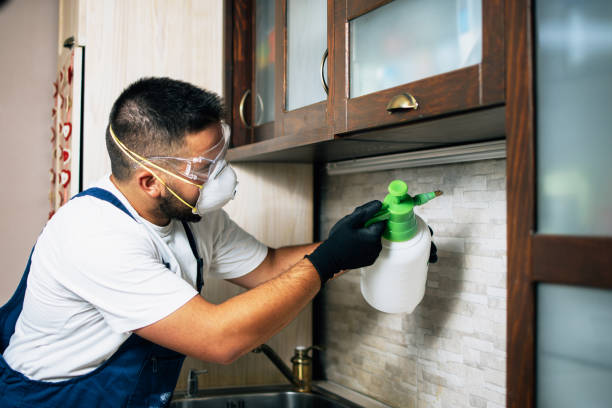 Best Flea Control Services  in Folsom, CA