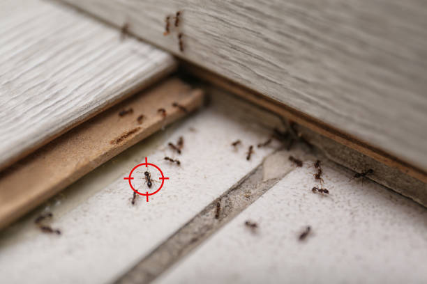 Best Pest Control Near Me in Folsom, CA