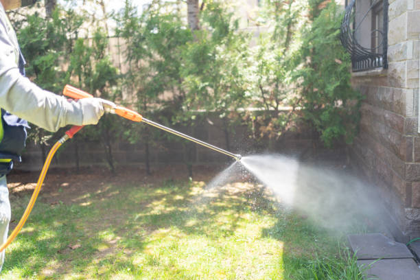 Wasp Removal Services in Folsom, CA