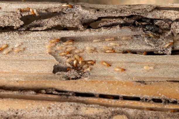 Best Rat Extermination Near Me  in Folsom, CA