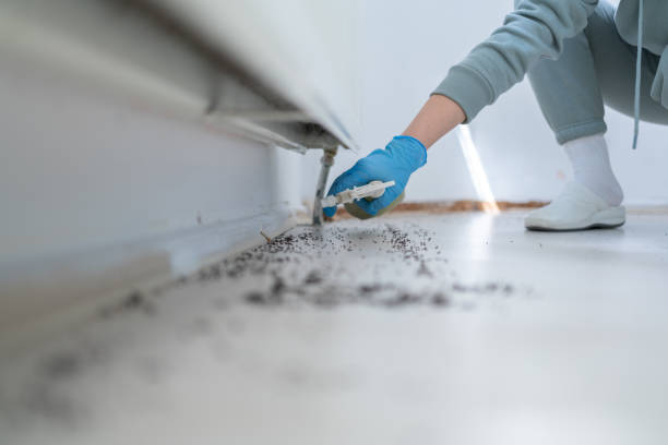 Best Affordable Pest Control Services  in Folsom, CA